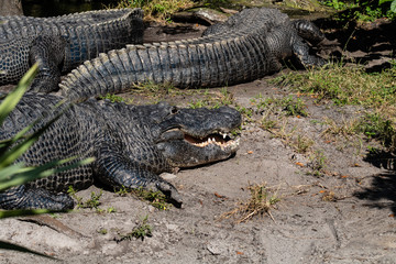 American alligator