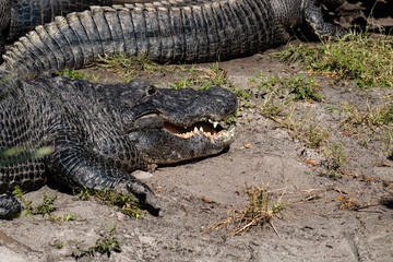 American alligator