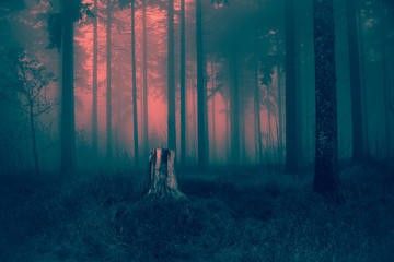 Old gray tree stump waiting for night to come in dry autumn grassy ground of cold scary foggy forest landscape background - magical pink red sunset light of spooky woods Happy Halloween card