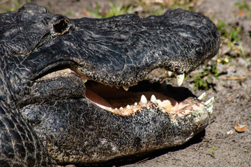 American alligator