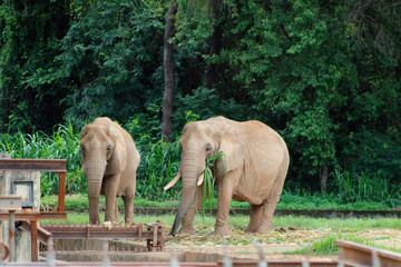 Fototapeta premium elefante