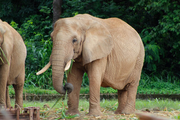 Fototapeta na wymiar elefante