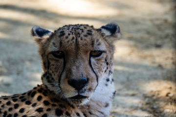 Cheetah