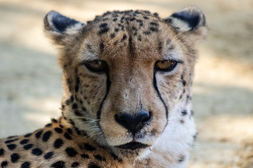Cheetah