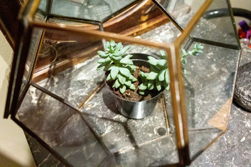 Cactus table setting