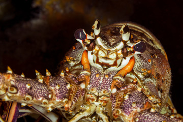 Closeup of a Caribbean Spiny Lobster - Cozumel