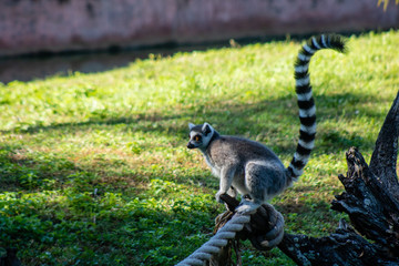 Ring tailed lemur
