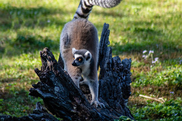 Ring tailed lemur