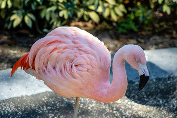 Caribbean flamingo