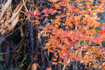 鮮やかに紅葉したカエデの葉っぱ