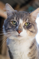 cat