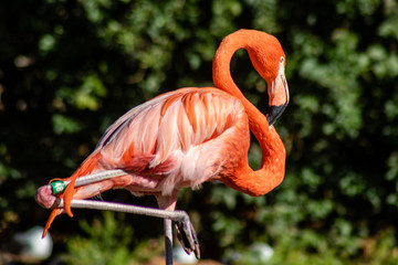 Caribbean flamingo
