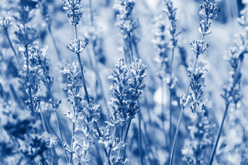 Fragrant lavender flowers toned in trendy classic blue - color of the year 2020 concept