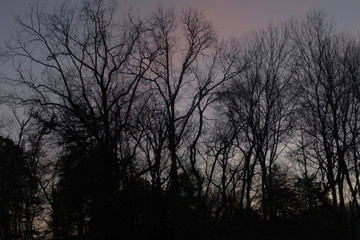 trees at twilight,  December