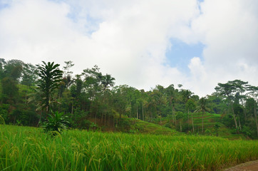 Fototapeta na wymiar green rice field with rural road