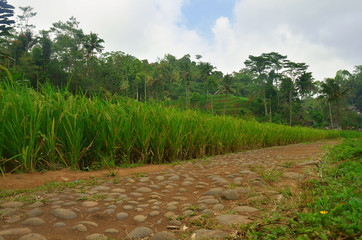 green rice field with rural road