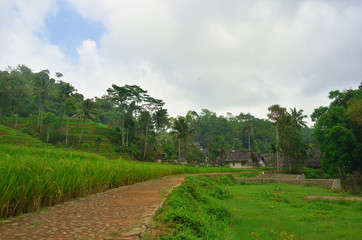 Fototapeta na wymiar green rice field with rural road