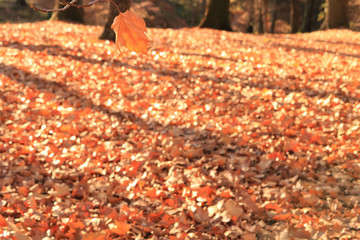 落ち葉一面