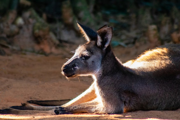 Kangaroo