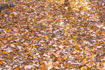 鮮やかな紅葉した落ち葉