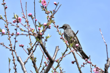 大阪城のヒヨドリ