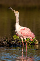 Roseate spoonbill with stretched out neck