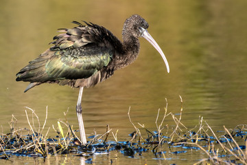 Glossy ibis with the sun shining on his iridescent colored wings