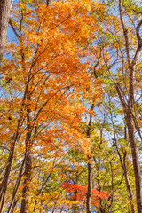 美しく紅葉した木