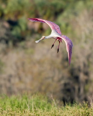 Obraz premium Roseate spoonbill flying in natural habitat