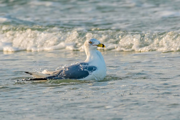 Black ring billed gull bathing at the Gulf of Mexico beach in Florida