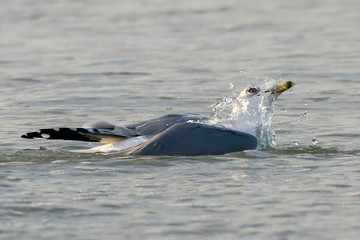 Obraz premium Black ring billed gull bathing at the Gulf of Mexico beach in Florida