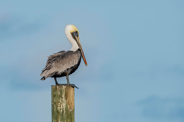 Brown pelican with breeding plumage preening