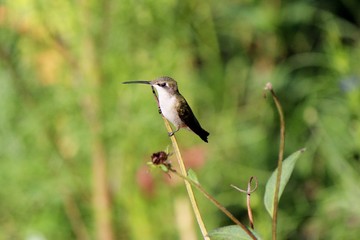 Hummingbird
