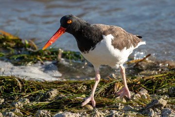 American oystercatcher searches the shore for food