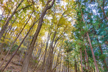 美しく紅葉した木