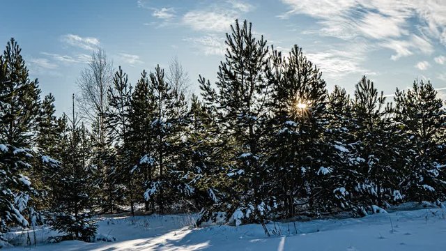 Snowfall in the winter in forest, Christmas evening with falling snow. in the christmas park, snow is falling. beautiful winter landscape. winter forest. Hyperlapse