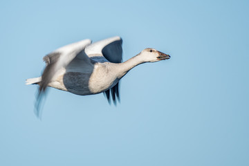 Snow goose flying in the blue sky - Florida