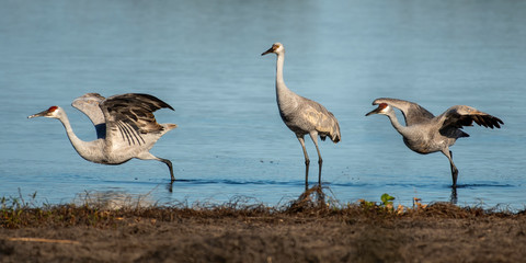 Sandhill crane family flying away from the shore