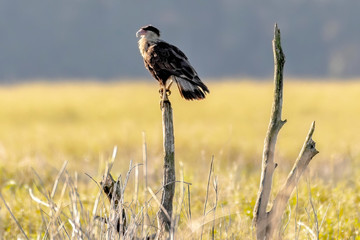 Cara cara in a field perched on a branch