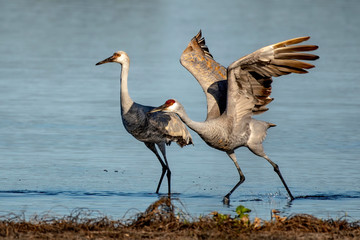 Sandhill crane family on the shore