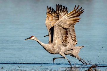 Sandhill crane family flying away from the shore