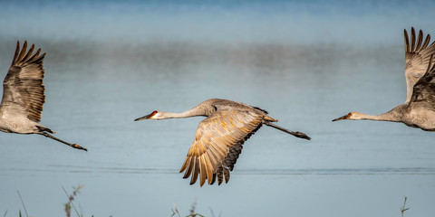 Sandhill crane family flying away from the shore