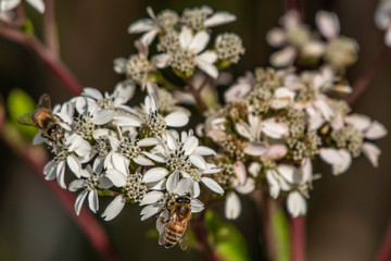 Bunch of small white wild flowers - Florida, USA