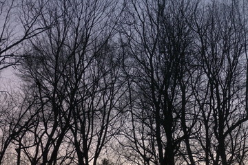 December trees,  twilight