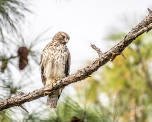 Red shouldered hawk sits in a pine tree - Florida, USA
