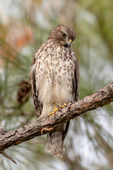 Red shouldered hawk sits in a pine tree - Florida, USA