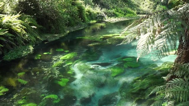 Pristine clear Putaruru Blue Spring surrounded by native lush New Zealand forrest