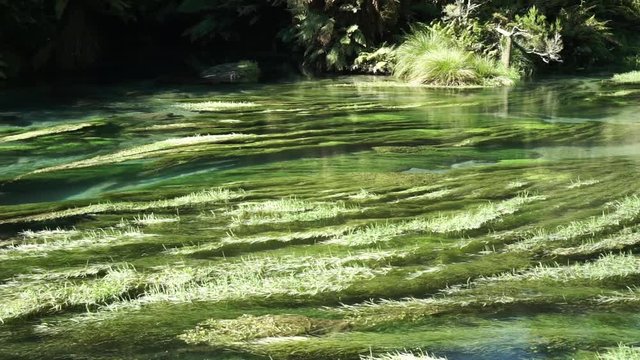 Water plants in pristine clear Blue Spring Putaruru, New Zealand