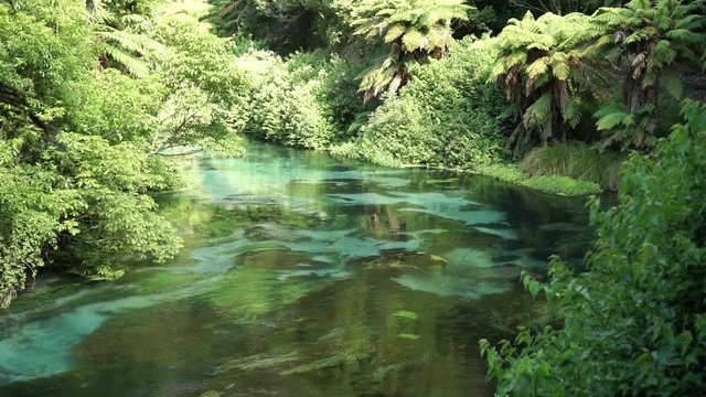 SLOWMO - Wide shot of Putaruru Blue Spring surrounded by native lush New Zealand forrest