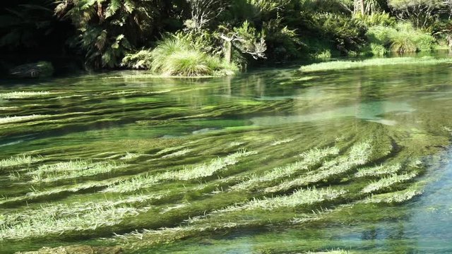 SLOWMO - Water plants in pristine clear Blue Spring Putaruru, New Zealand
